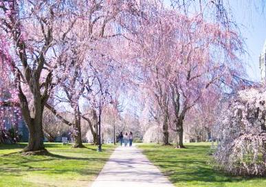 Row of cherry blossom trees with three students walking in between 
