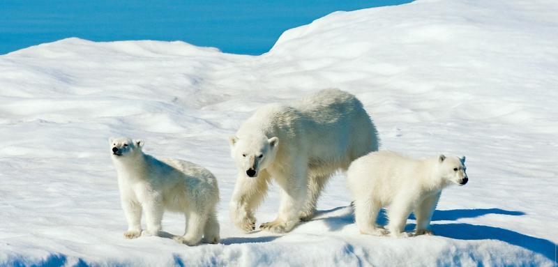 北极熊在冰上的形象