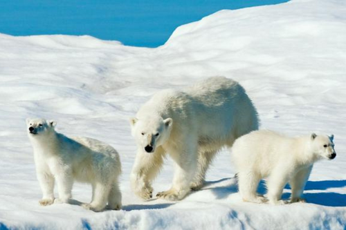 三只北极熊的照片